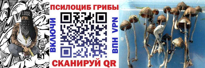 где найти   blacksprut сайт  Псилоцибиновые грибы мухоморы  Рошаль 